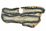 Mammoth Molar Slice With Case - South Carolina #335164-1
